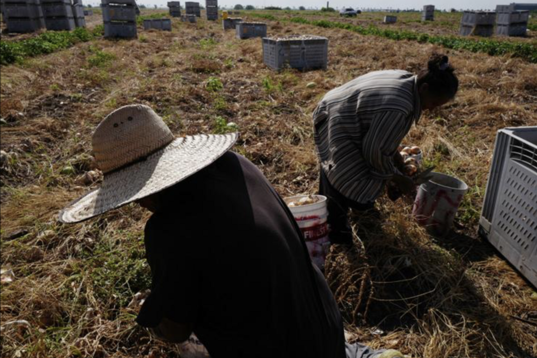 Farmworkers — and nearby communities — are at greater risk of Parkinson's Disease in Texas’ Rio Grande Valley